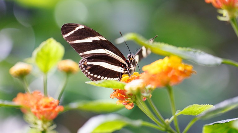Ein Zebrafalter an einer Blume auf der Insel Mainau. Ein Besuch im Schmetterlingshaus ist eine Station bei "der perfekte Tag" 2026 in Konstanz mit SWR1 Baden-Württemberg.