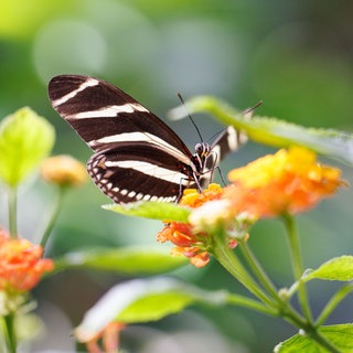 Ein Zebrafalter an einer Blume auf der Insel Mainau. Ein Besuch im Schmetterlingshaus ist eine Station bei "der perfekte Tag" 2026 in Konstanz mit SWR1 Baden-Württemberg.
