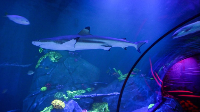 Ein Schwarzspitzen-Riffhai schwimmt im Aquarium des Sea Life Konstanz.