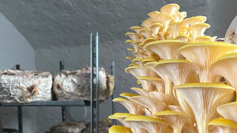 Edelpilze von "Burgpilz" im Gewölbekeller der Ulmer Wilhelmsburg.