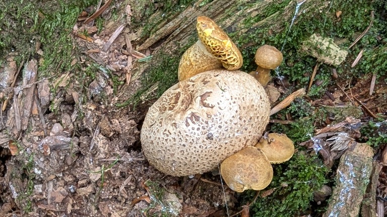 Zu sehen sind zwei Pilze im Wald. Schmarotzer-Röhrling, der als Parasit auf dem giftigen dickschaligen Kartoffelbovisten lebt.