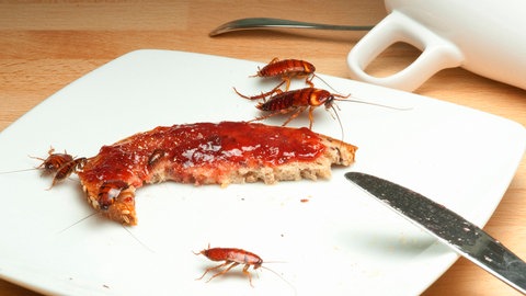 Kakerlaken fressen an einem Marmeladebrot. Schädlingsbekämpfer Thilo Fleschhut verrät in SWR1 Leute, warum Schaben, Milben und Wanzen sowie Ratten und Mäuse nicht unbedingt mit Gift vertrieben werden müssen.