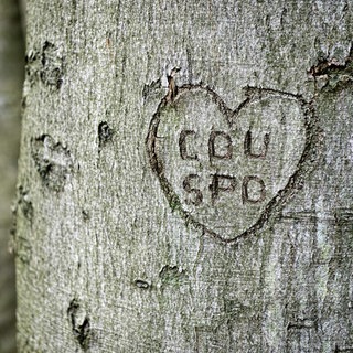 CDU und SPD in einem Herz in Baumrinde geritzt, Symbolfoto Große Koalition, Fotomontage.