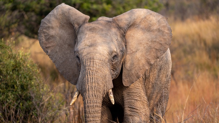 Ein Elefant in Südafrika - Achill und Aaron Moser, Abenteurer