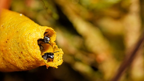 Einige Bienenarten haben im Laufe der Evolution ihren Stachel auch wieder verloren. Das Gift der Biene war vor dem Stachel da.