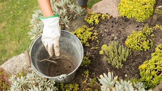 Gartentipps von Natalie Bauer: Wurzelunkräuter jäten