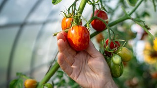Tomaten wachsen in einem Gewächshaus | Tipps fürs Gewächshaus