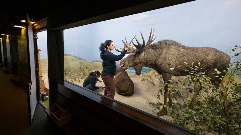 24. Juli: Fellpflege mit 90, so sieht das aus. Zwei Präperatorinnen reinigen im Frankfurter Senckenbergmuseum Geweih und Fell eines dort ausgestellten Elchs. Die Tiere waren 1934 ist Ostpreußen geschossen worden. Wir meinen: Nach 90 Jahren war so ein bisschen Aufhübschen ja auch mal überfällig.