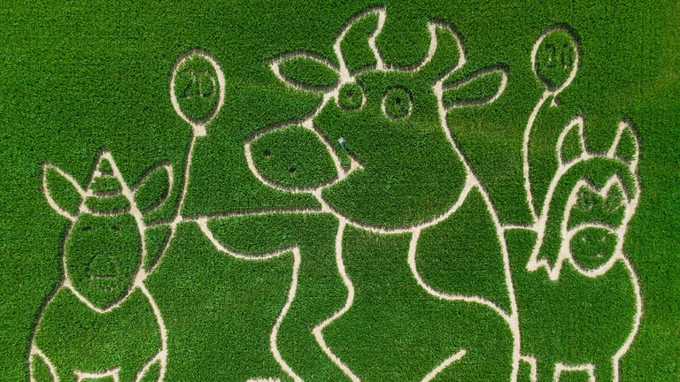 28. Juli: Das ist Kuh "Lieselotte". Die ist seit 20 Jahren der Star in einer Kinderbuchserie. Und weil das Jubiläum natürlich ein Grund zum Feiern ist, haben die "Maisgeister" aus Weißkirchen bei Frankfurt die Lieselotte als Maislabyrinth verewigt.
