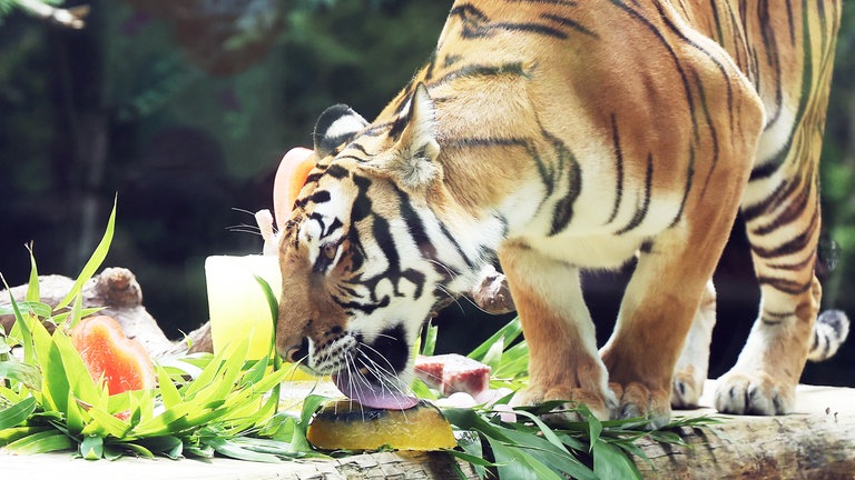 29. Juli: Dieser sibirische Tiger hat heute gleich zwei Gründe zu feiern: Erstens, es wird warm und dann wird im Everland Park bei Seoul in Südkorea Eis serviert. Zweitens ist heute der "Internationale Tag des Tigers" und da fällt die Portion gleich doppelt so groß aus.