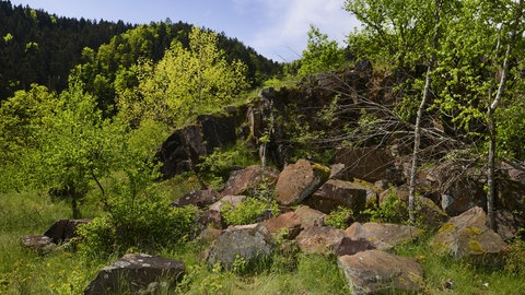 Wandern in BW: Wunderbar verwunschen Wildnis: ein ehemaliger Steinbruch im Hotzenwald.
