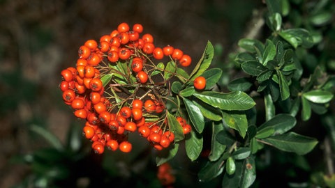 Feuerdorn mit rot leuchtenden Beeren als schöne Deko.