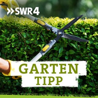 Podcastcover SWR4 Gartentipp
