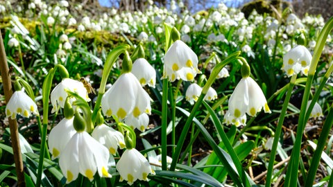 Märzenbecher bieten im Frühjahr eine wahre Pracht im Garten und im Wald. Es sind Frühblüher: Die Blumen  sprießen im Frühling aus zwei bis vier Zentimeter dicken Zweibeln.