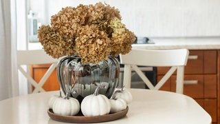 Eine dickbauchige Vase befüllt mit getrockneten Pflanzen steht von weißen kleinen Kürbissen umringt auf einem Tablett. Diese Herbstdeko ist 2026 im Trend.