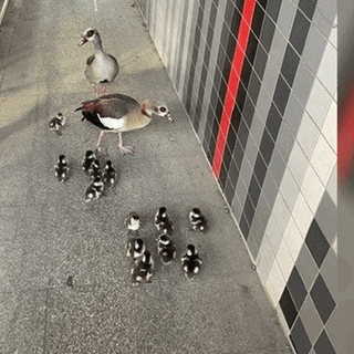 Eine Entenfamilie war auf der B48 unterwegs wurde von der Polizei und dem Kommunalen Vollzugsdienst gerettet.