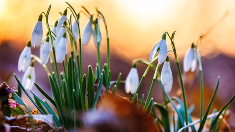Schneeglöckchen im Sonnenaufgang