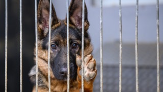 Ein Hund schaut durch das Gitter in ein einem Tierheim.