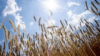 Getreideähren wachsen bei sonnigem Wetter auf einem Feld.