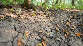 Vertrocknete Blätter liegen auf einem Waldboden, der von Rissen durchzogen ist. Der Wald leidet unter der anhaltenden Trockenheit.