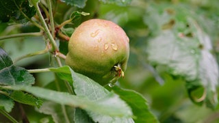Wassertropfen hängen an einem Apfel. Er ist umgeben von grünen Blättern.
