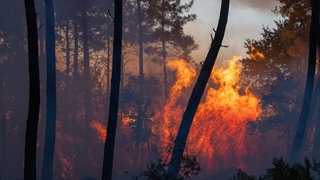 Ein Waldbrand breiten sich in der Nähe der Region Le Proge im Westen Frankreichs aus.