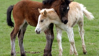 Zwei Haflinger-Fohlen auf einer Weide in Waldbrunn-Mülben im Odenwald, direkt an der Grenze von Baden-Württemberg zu Hessen.