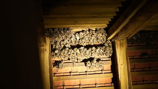 600 Fledermäuse der Art "Großes Mausohr" hängen an Dachbalken.