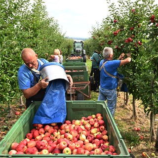 Erntehelfer sammeln Äpfel der Sorte Gala. Der Mindestlohn steigt auch für ausländische Erntehelfer. Wird Obst und Gemüse teurer? Gehen die Preise für Spargel und Erdbeeren hoch? 