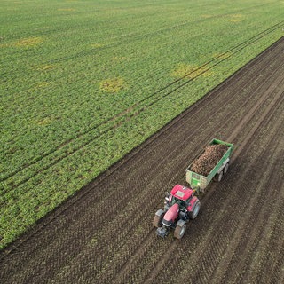Das Mercosur-Abkommen sorgt bei landwirtschaftlichen Betrieben im Südwesten für Unruhe (Symbolbild: Zuckerrüben-Ernte)