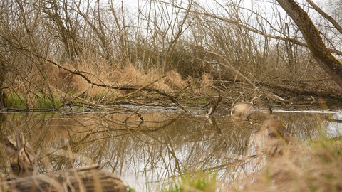 Durch die Biberdämme wird der Fluss aufgestaut.