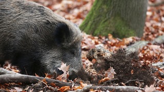 Ein Wildschwein wühlt in der Erde - vielleicht auf der Suche nach Trüffeln. Weil diese Pilze in manchen Regionen radiaktiv belastet sind, sind es zum Teil auch erlegte Wildschweine.