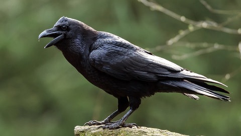 Ein Kolkrabe (Corvus corax): Der größte Singvogel der Welt hat einen ziemlich schlechten Ruf. Im Mittelalter galt er als Unglücksrabe und Galgenvogel.