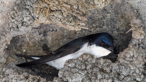 Eine Mehlschwalbe (Delichon urbicum) baut an ihrem Nest. 