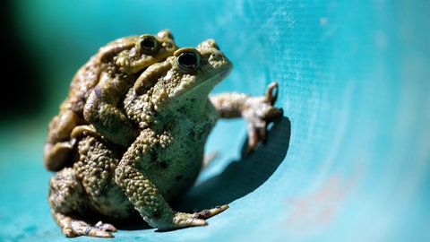 Ein Erdrkrötenpaar sitzt an einem Amphibienzaun.