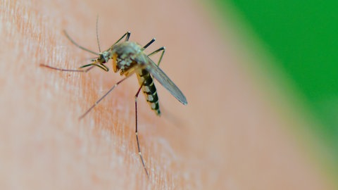 Eine Stechmücke saugt Blut