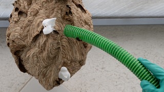 Mit einem Schlauch werden anfliegende Asiatische Hornissen von einem Nest abgesaugt.