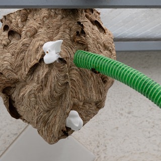 Mit einem Schlauch werden anfliegende Asiatische Hornissen von einem Nest abgesaugt.