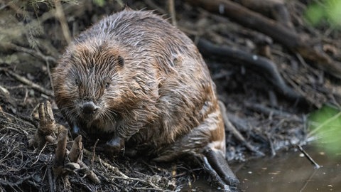 Ein Biber sitzt am Wasser. Illegale Wildtiertötungen von Bibern, Wölfen oder Greifvögeln sind ein Problem, das tieferliegende gesellschaftliche Konflikte zwischen Naturschutz und einer wirtschaftlichen Nutzung unserer Kulturlandschaft offenbart. 