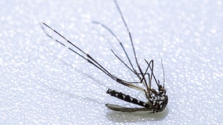 Eine Asiatische Tigermücke liegt auf einem grauen Untergrund. Baden-Württemberg möchte sich für die leichtere Abgabe von Bti-Tabletten starkmachen, mit denen man die invasive Art bekämpfen kann.