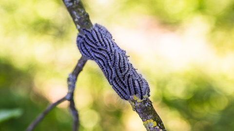 Raupen des Eichenprozessionsspinners sind auf einem Ast zu sehen. Der Eichen-Prozessionsspinner (Thaumetopoea processionea) ist ein Schmetterling aus der Familie der Zahnspinner, die Brennhaare der Raupe können beim Menschen eine Raupendermatitis auslösen.