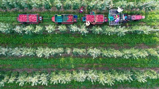 Ein Traktor fährt durch eine Apfelplantage, damit die Erntehelfer die gepflückten Äpfel der Sorte Gala in die Obstkisten legen können.