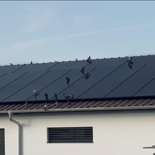 Tauben nisten unter Solaranlage