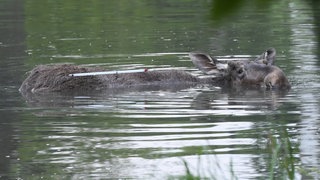 Ein Elch schwimmt in einem See.
