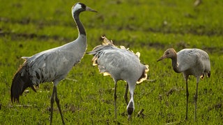Kraniche stehen auf einem Feld. Breitet sich die Vogelgrippe bald auch in Süddeutschland aus? (Symbolbild)