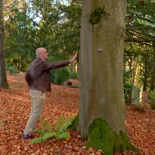 Baum Kontakt