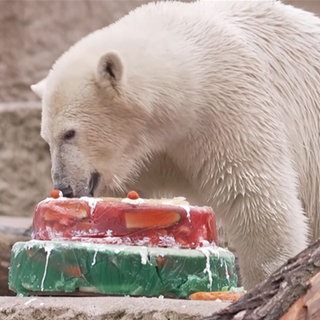 Eisbär Mika