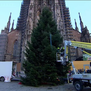 Weihnachtsbaumsetzung Ulm