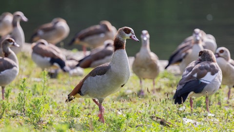 Nilgänse auf einer Wiese. Die Population der Tiere hat in Baden-Württemberg deutlich zugenommen.