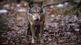 Der Hornisgrinde-Wolf im Schwarzwald.